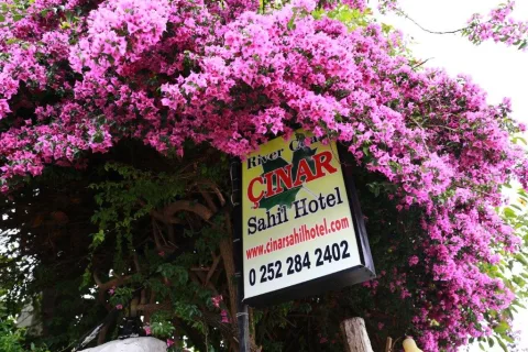 Çınar Sahil zwischen Bougainvilleen
